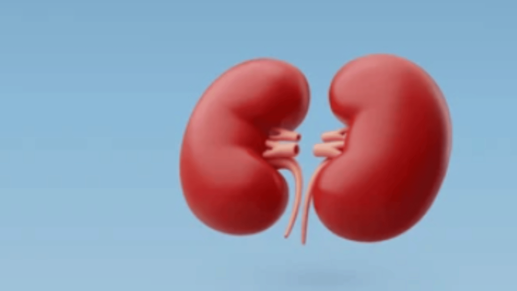 What Foods Can You Eat to Repair Your Kidneys: Nourish & Heal