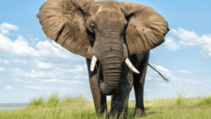 Elephant Digestive System: A Comprehensive Guide