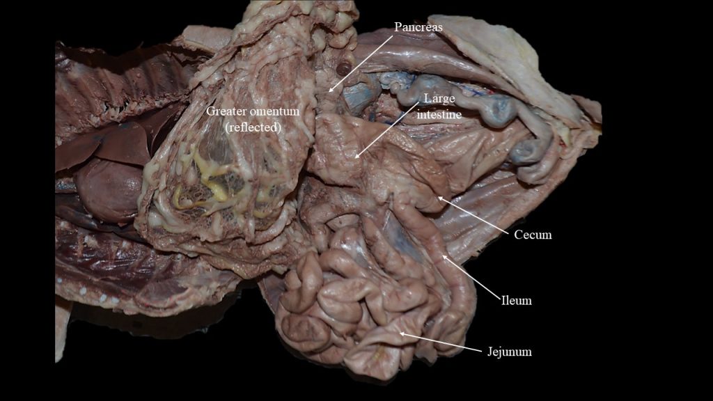 Cat Digestive System