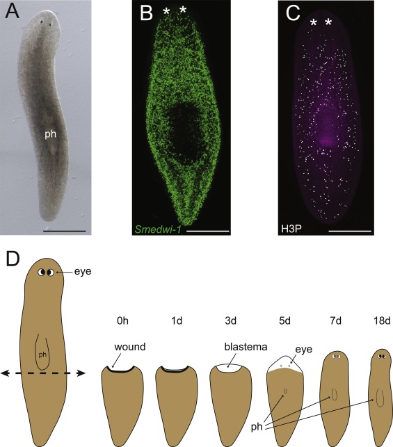 Planaria Digestive System : Unveiling the Power of Regeneration