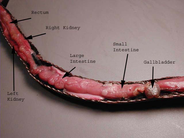 Snake Digestive System