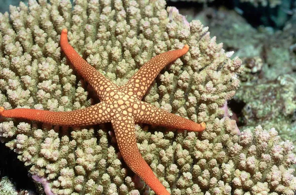 Starfish Digestive System: Uncovering the Mysteries