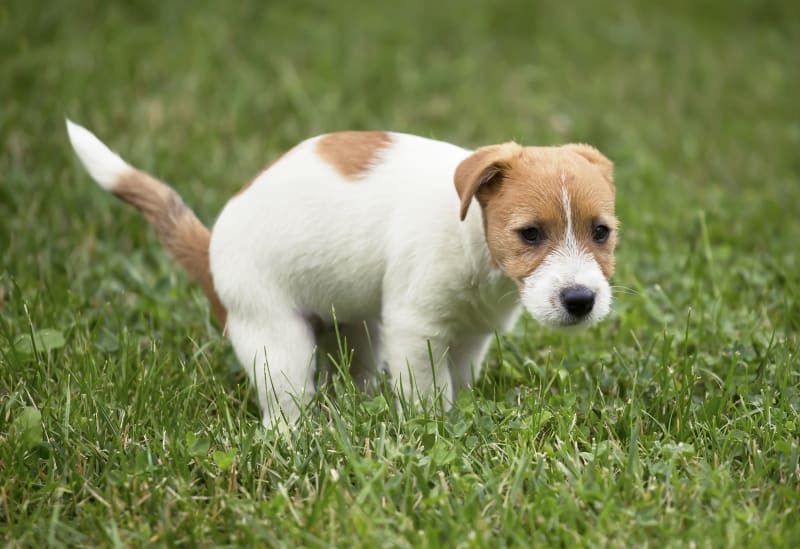 Blood in Dog Stool: Causes, Symptoms, and Urgent Care Tips