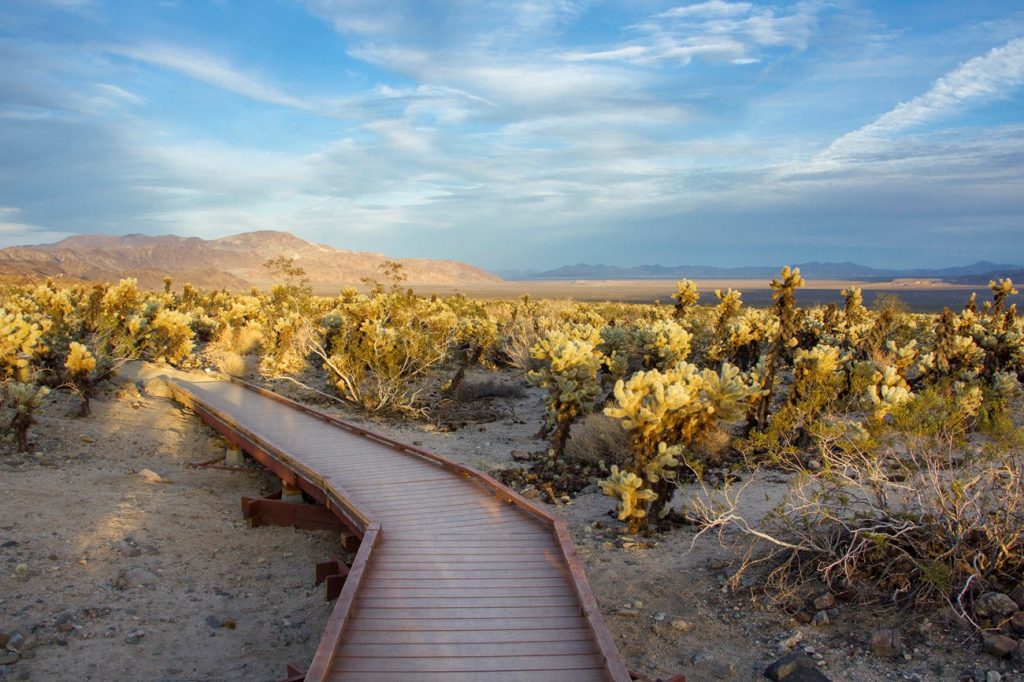 Cholla Cactus Garden