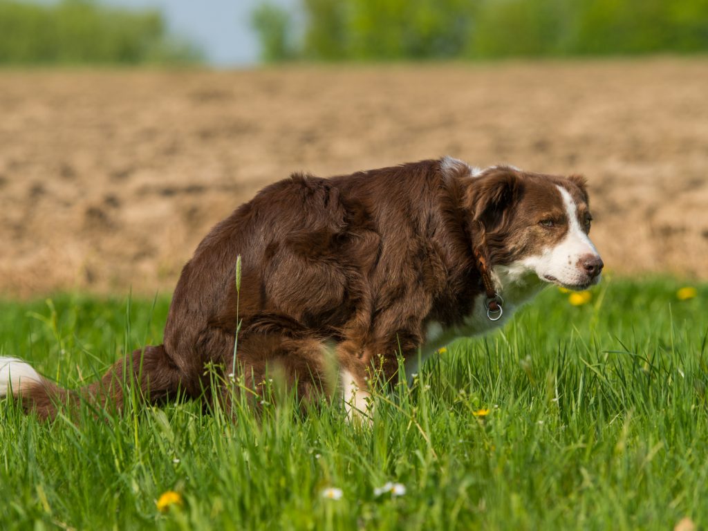 Dog Pooping Blood: Urgent Signs Every Pet Owner Must Know