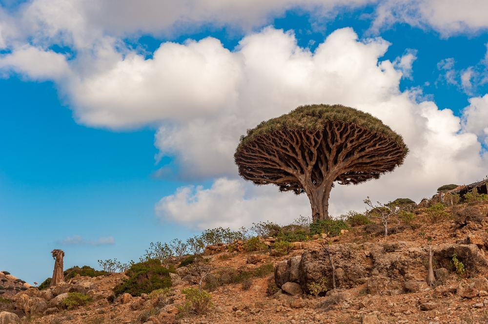 Dragon Blood Tree: Ancient Wonders of the Socotra Island