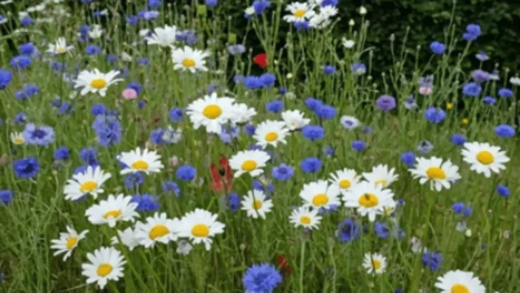 Spring Flower Gardens