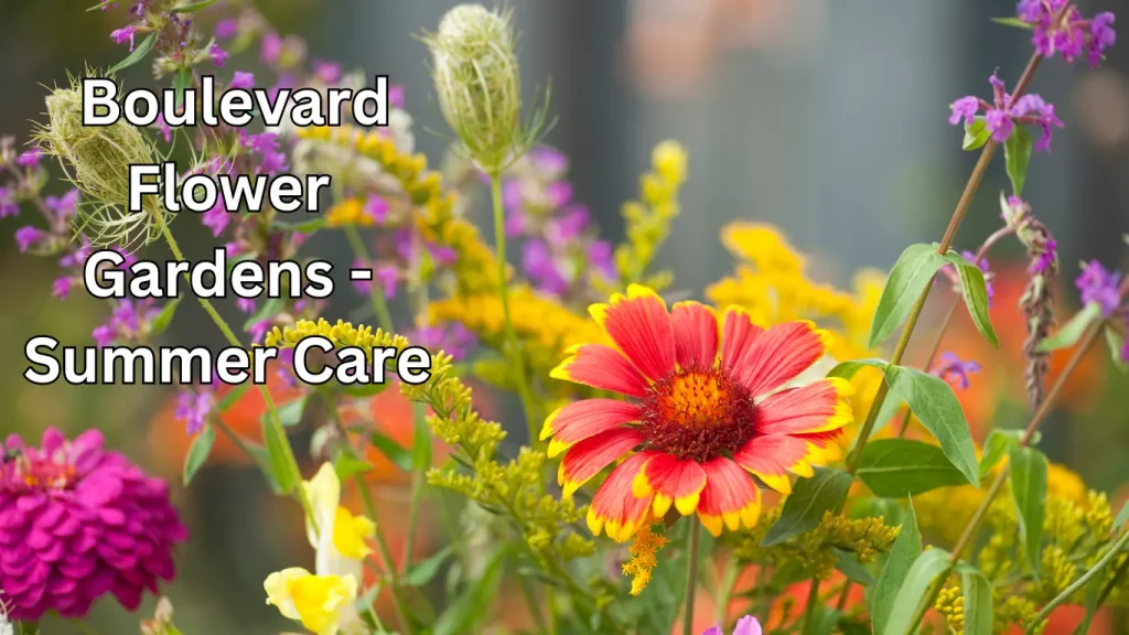 Boulevard Flower Gardens Summer Care