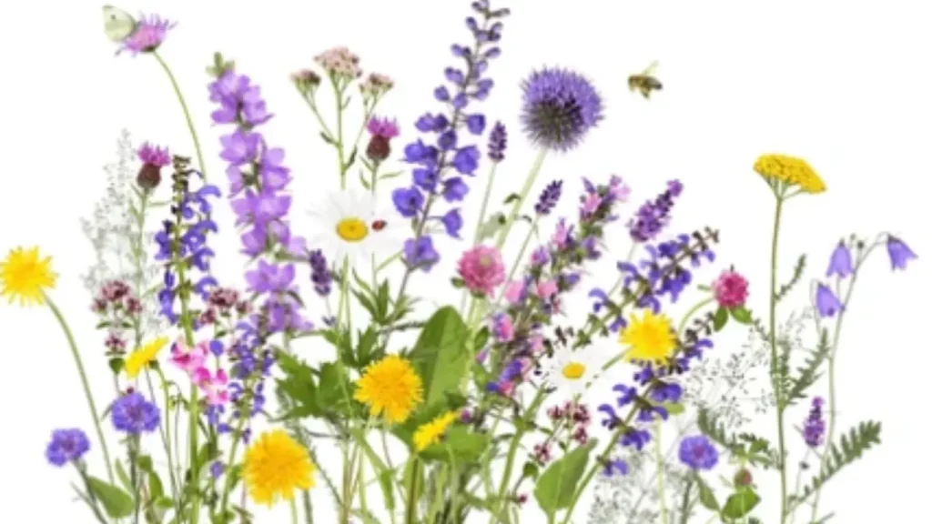 Top Wildflower Gardens Ideas for Every Yard Size