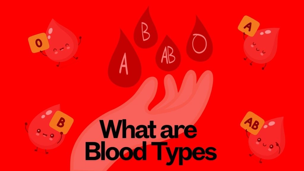 What are Blood Types